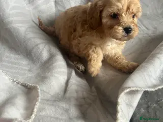 Cavapoo dogs Cute cavapoo pups - Advert 3