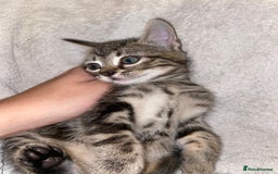Bombay cats for sale: beautiful kittens looking for a happy safe home's  - Image 8