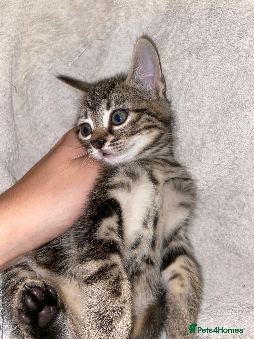 Bombay cats for sale: beautiful kittens looking for a happy safe home's  - Image 8