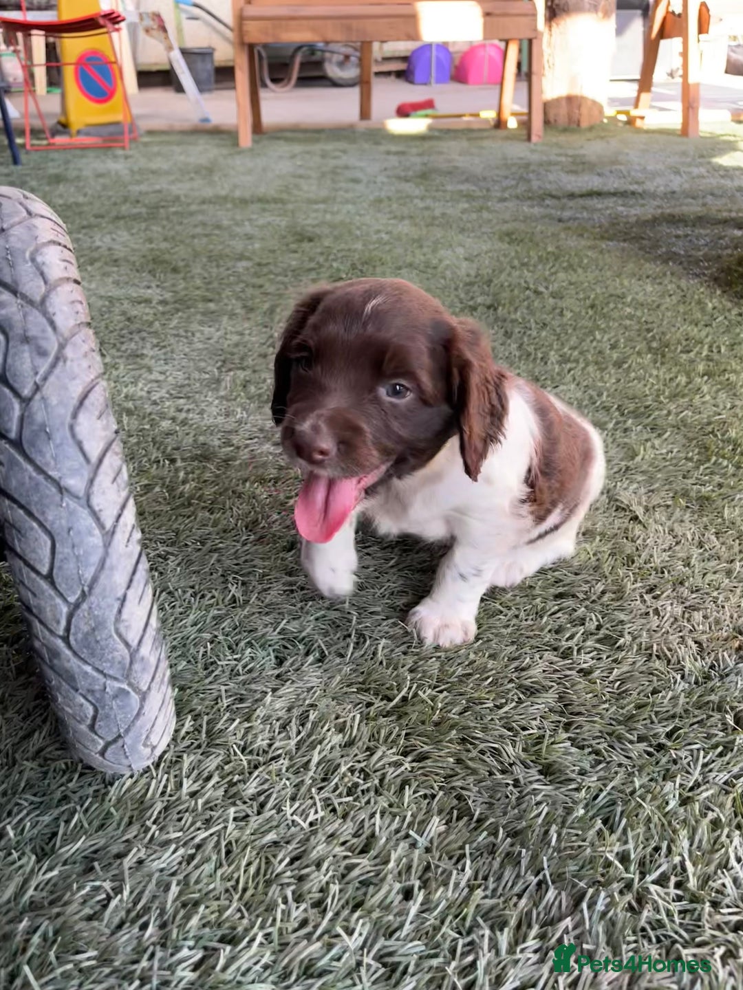 English Springer Spaniel dogs for sale: Health Tested & Part Trained - Image 5
