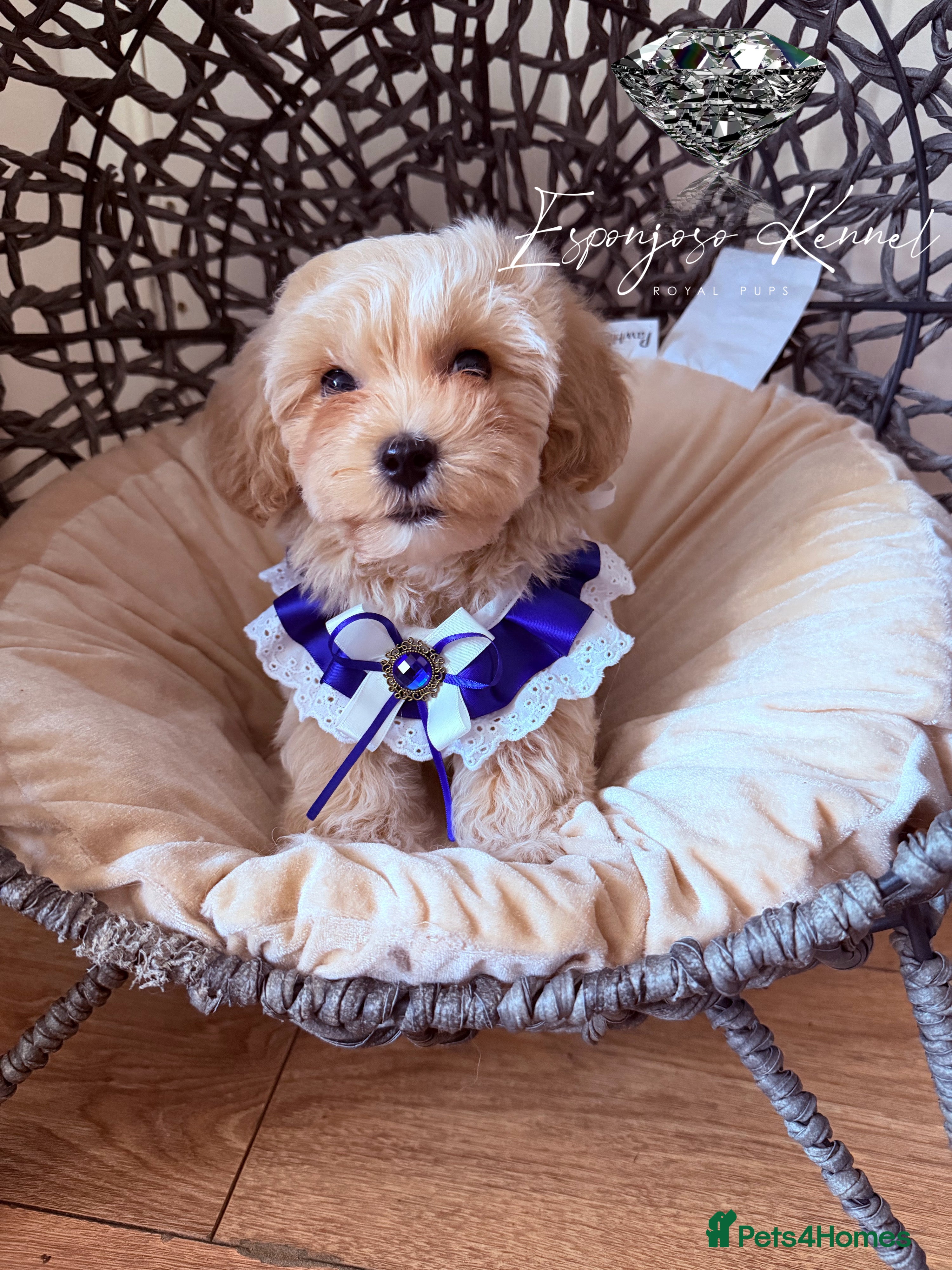 Maltipoo dogs ✨👑READY 🏡 One in a Million F1 Asian Maltipoo👑✨ - Advert 2