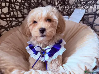 Maltipoo dogs ✨👑READY 🏡 One in a Million F1 Asian Maltipoo👑✨ - Advert 2