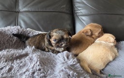 Shih Tzu dogs for sale: Stunning Rare Brindle Imperial Shih Tzu puppies - Image 34