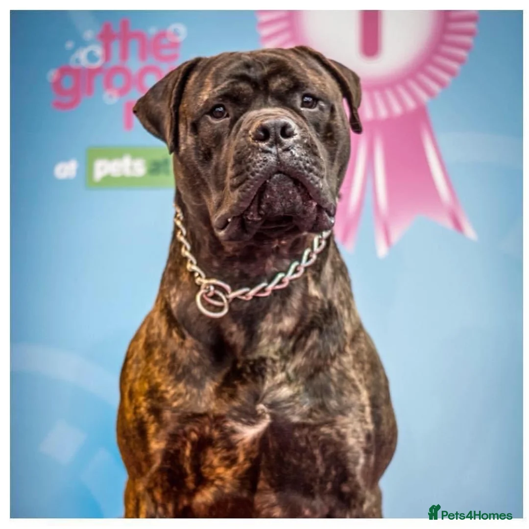 Gallery Image {{count}}