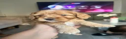 Cockapoo dogs for sale: Cockapoo  - Advert 5
