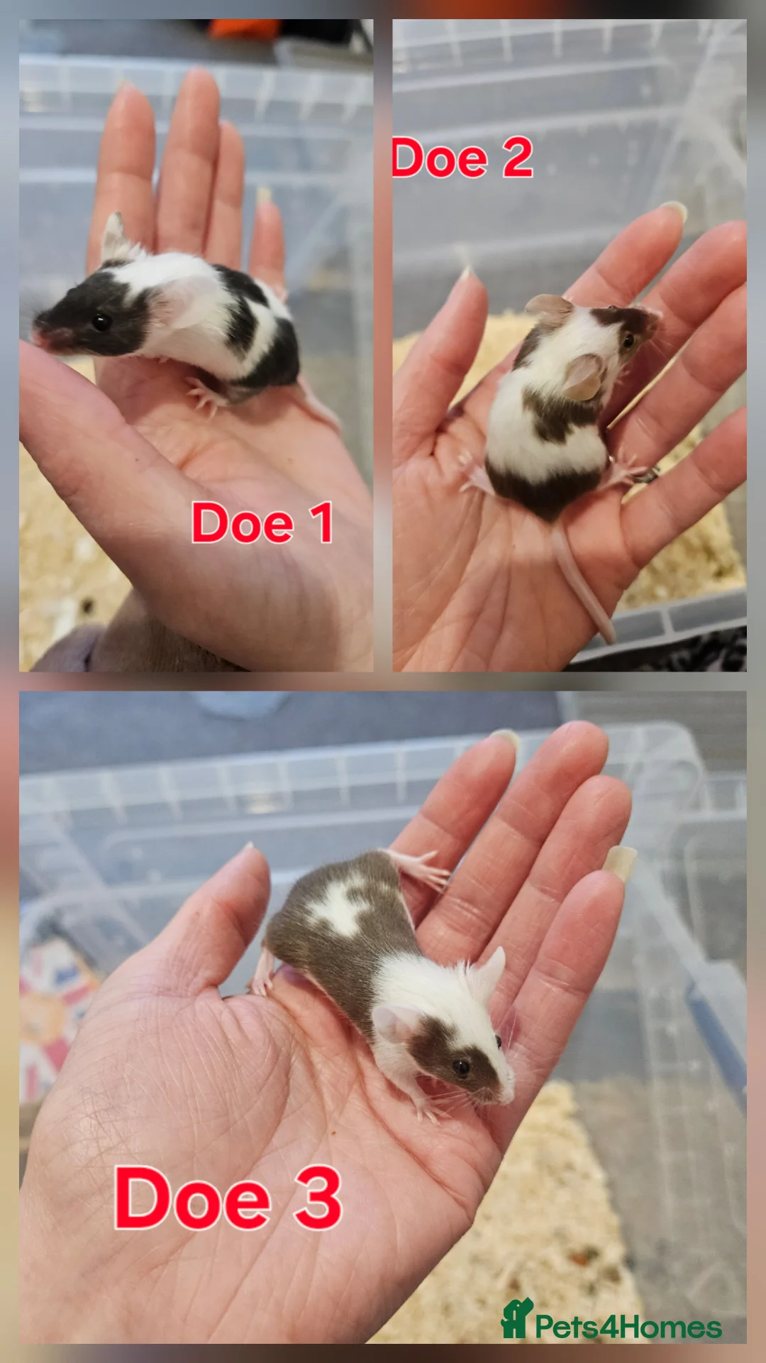 Mouse rodents for sale: Fancy mice  - Advert 1