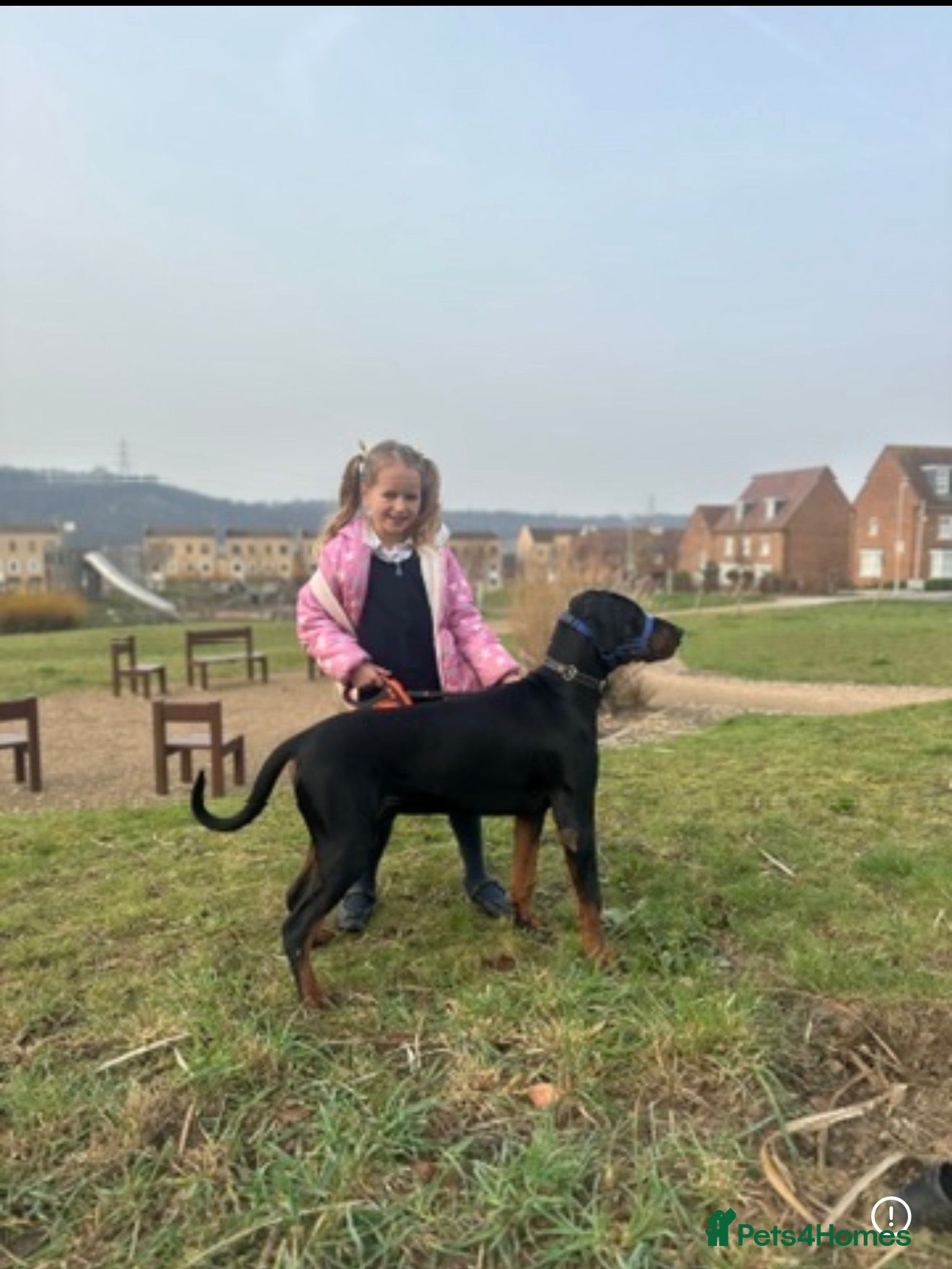 Dobermann dogs Doberman Caesar - Advert 16