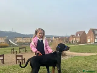 Dobermann dogs Doberman Caesar - Advert 16
