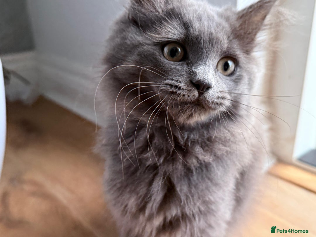 Mixed Breed cats for sale: Stunning Ragdoll x Maine Coon Female Kitten. - Advert 4