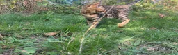 Bengal cats for sale: TICA Registered Bengal Kitten - Stunning Rosettes - Advert 22