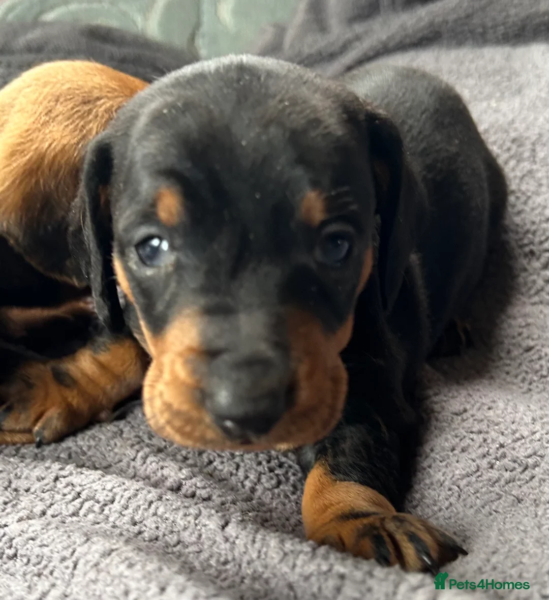 Dachshund dogs for stud: QUALITY KC REG STANDARD SMOOTH DACHSHUND  in Lancaster - Advert 12