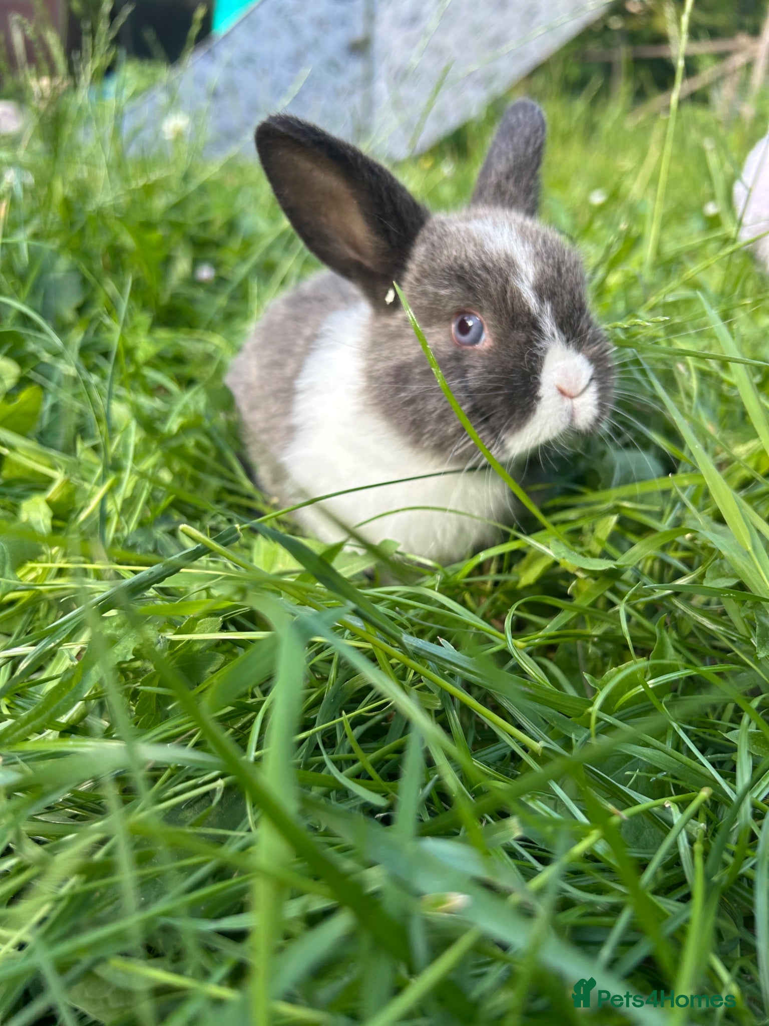 Mini Lop rabbits Netherland dwarf bunnies ready to leave🏡 - Advert 9