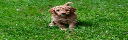 Mini Goldendoodle dogs for sale: Mini Goldendoodle - Waiting List - Advert 8