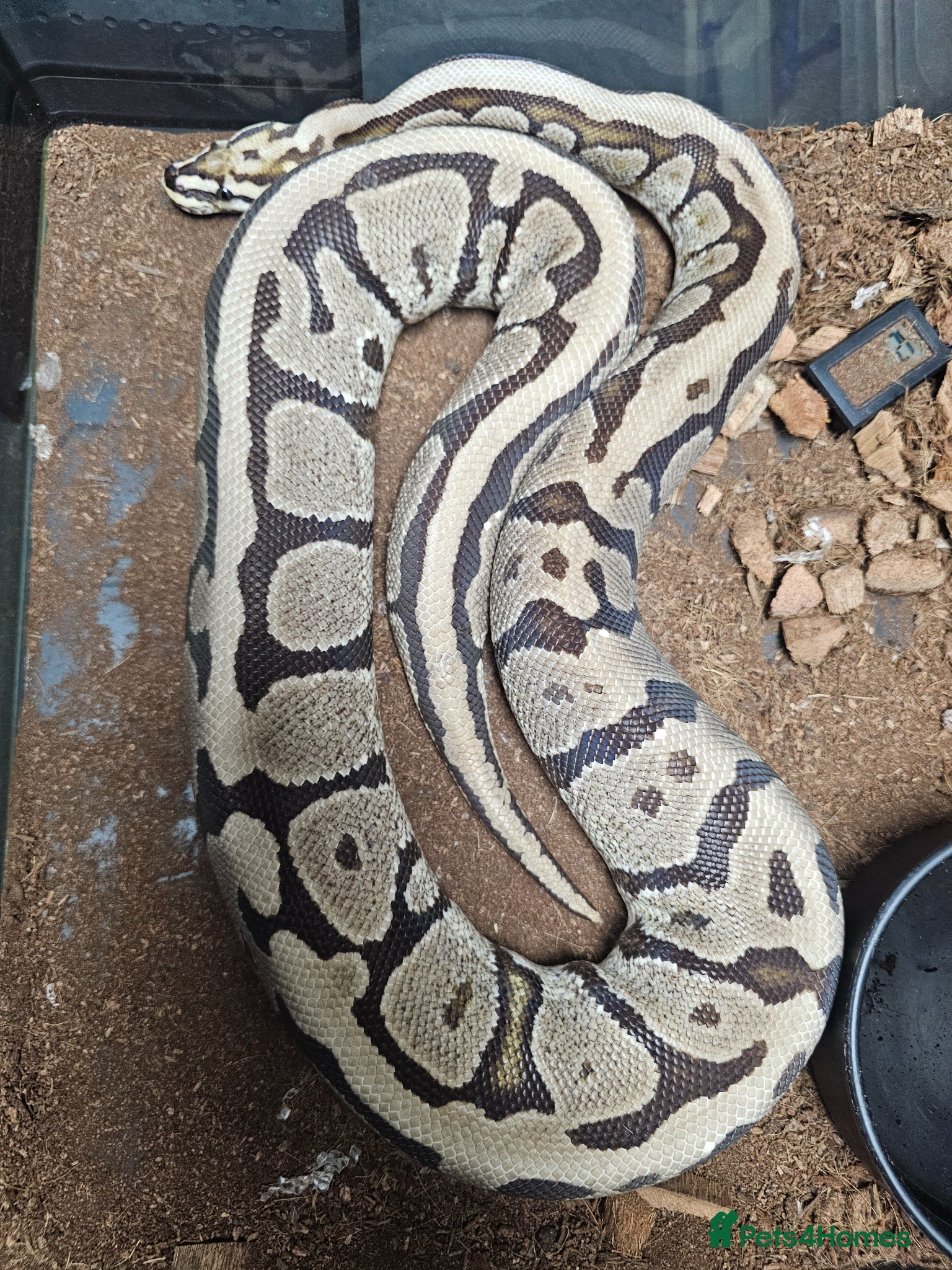 Python Snake reptiles Royal pythons and hognose - Advert 1