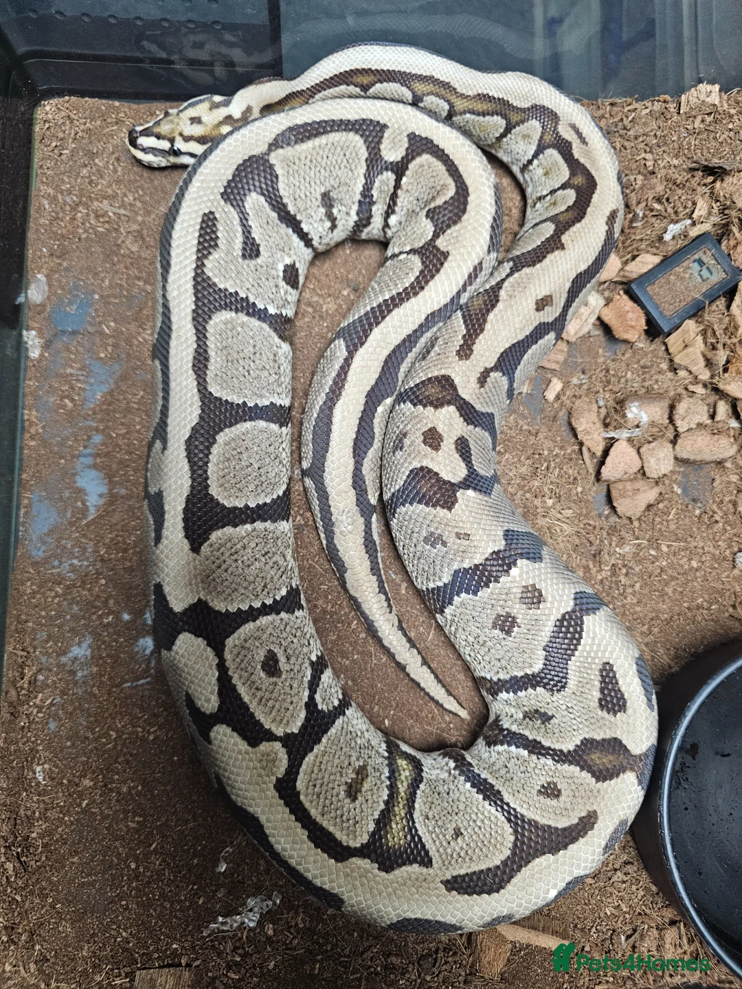 Python Snake reptiles for sale: Royal pythons - Advert 1