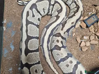 Python Snake reptiles for sale: Royal pythons and hognose - Advert 1