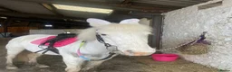 Other Breed horses for sale: Honest ad  in Selkirk - Advert 4