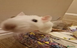 Rat rodents for sale: 3 female rats - Image 8