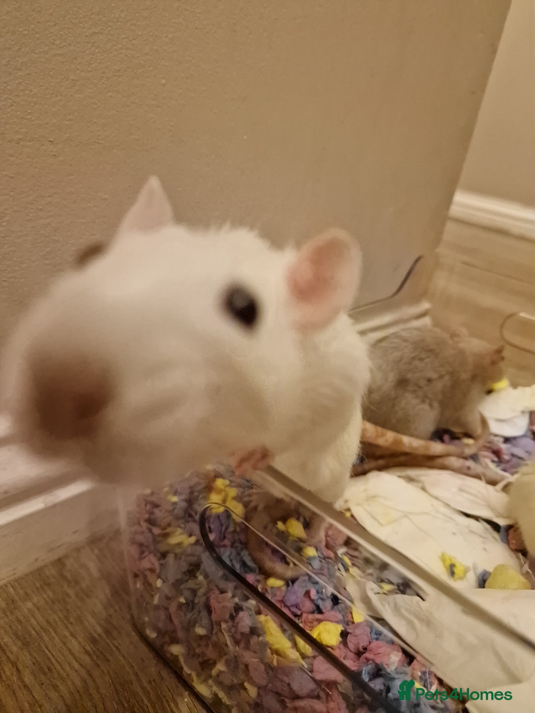 Rat rodents for sale: 3 female rats - Image 8