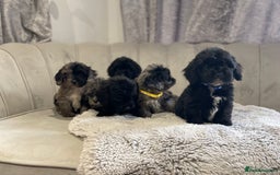 Cockapoo dogs for sale:  pra clear cockapoo puppy’s ready in 1 weeks - Image 16