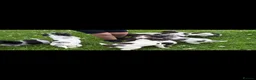 Cocker Spaniel dogs for sale: Cocker spaniel puppies in Llanelli - Advert 9