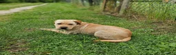 Mixed Breed dogs for adoption: Indie – Gorgeous Young Shar Pei Cross - Advert 3
