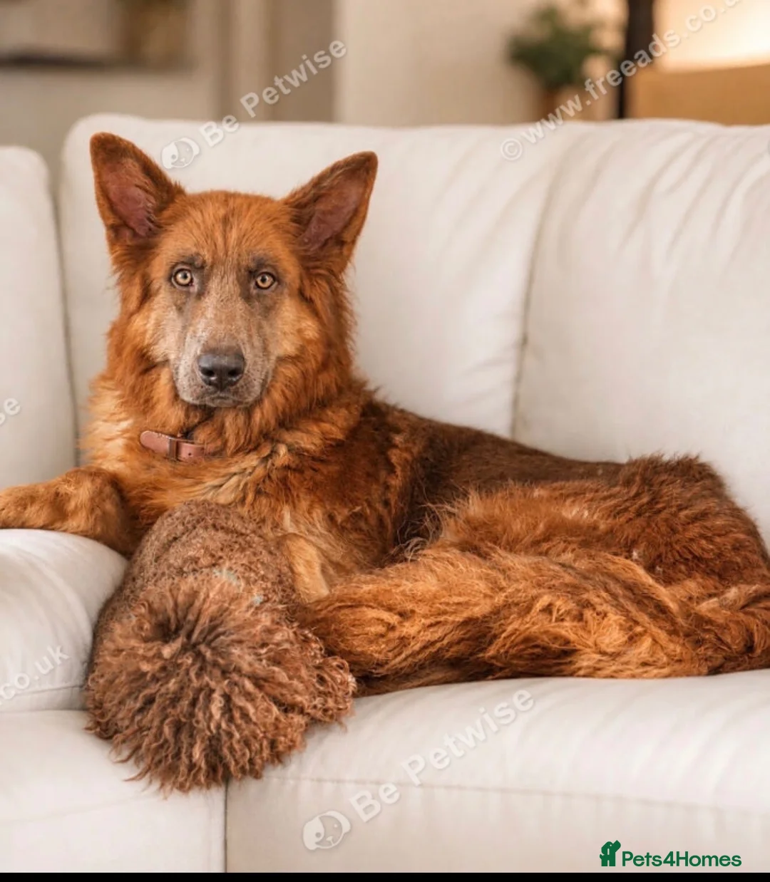 German Shepherd dogs for sale: Stunning quality GSD pups looking for new home!  - Advert 1