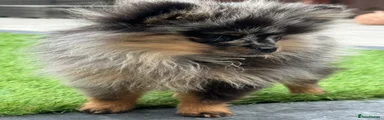 Pomeranian 3