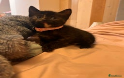 Domestic Shorthair cats for sale: Adorable Tortoiseshell Kittens - Image 20