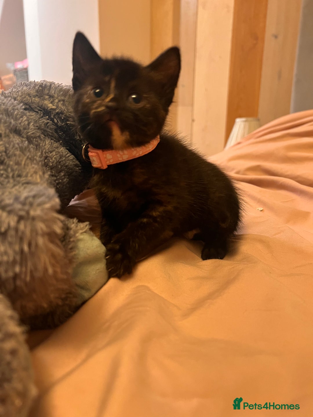 Domestic Shorthair cats for sale: Adorable Tortoiseshell Kittens - Image 20