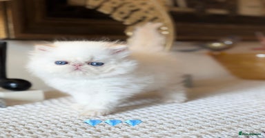 Persian cats - Advert 16