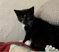 Mixed Breed cats Kittens - Advert 4