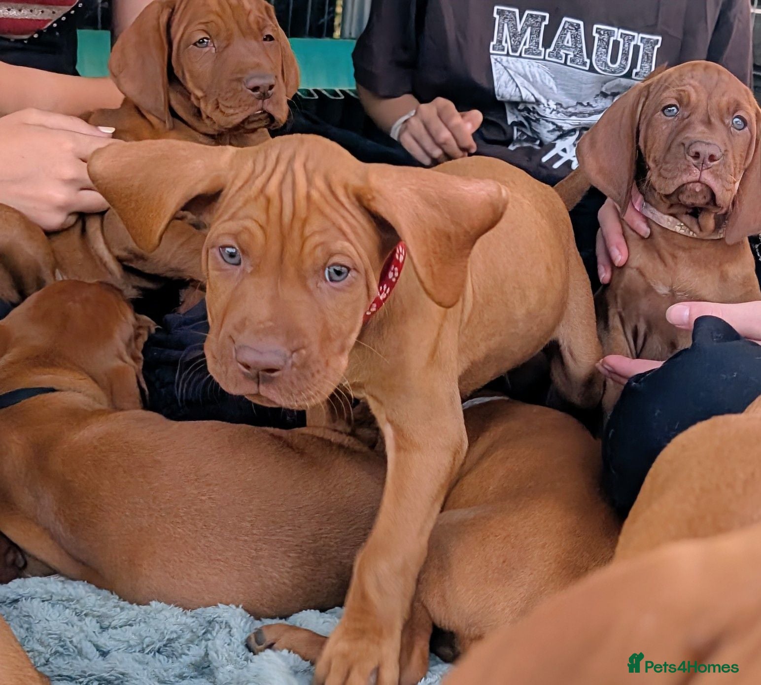 Hungarian Vizsla dogs **KC VISZLA PUPPIES *Import Lines & Low COI** - Advert 6