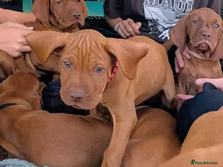 Hungarian Vizsla dogs **KC VISZLA PUPPIES *Import Lines & Low COI** - Advert 6