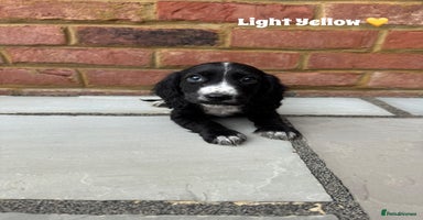 Cocker Spaniel dogs - Advert 15