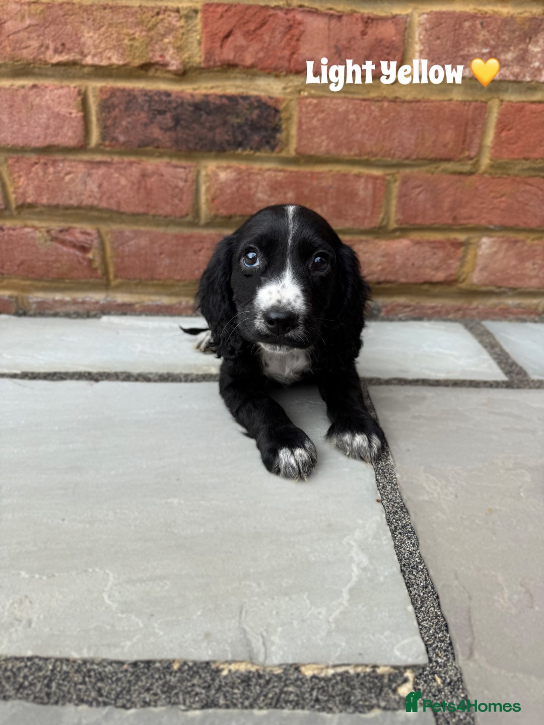Cocker Spaniel dogs for sale: Beautiful cocker spaniel pups for sale!🐶 - Image 3