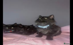British Longhair cats for sale: British long hair kittens  - Image 1