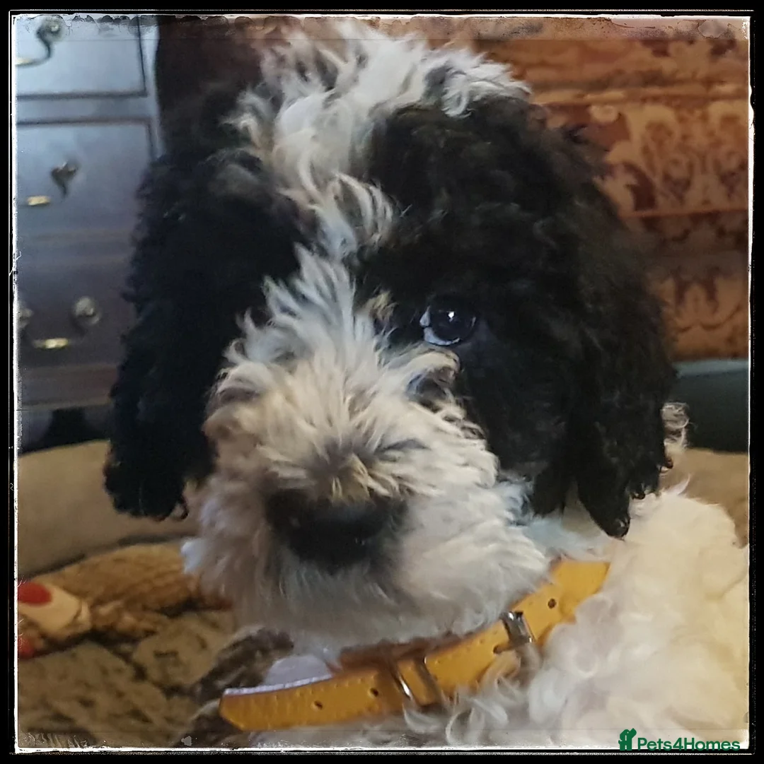 Labradoodle dogs for stud: Hypoallergenic Health Checked Labradoodle PROVEN😍 - Advert 25