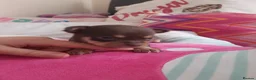 Chihuahua dogs for sale: Chihuahua  - Advert 27