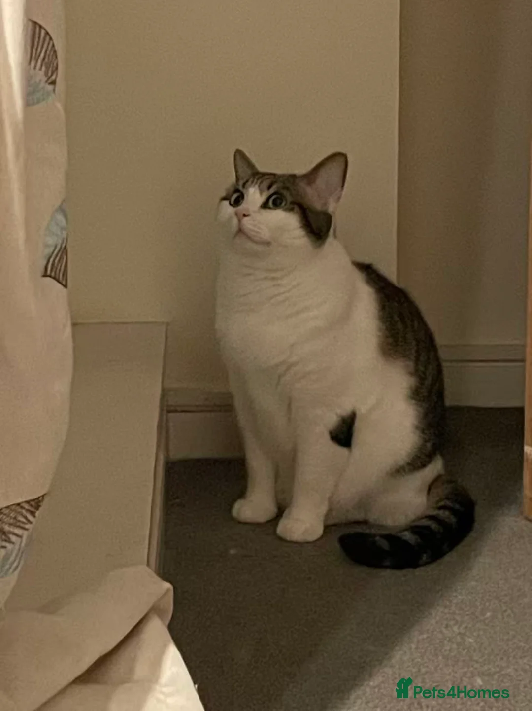 Mixed Breed cats for sale: Indoor 5yr old cat rehome in Manchester - Advert 2