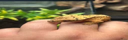 Gecko reptiles for sale: CB26 Super Dalmatian Crested Gecko  in Mansfield - Advert 3
