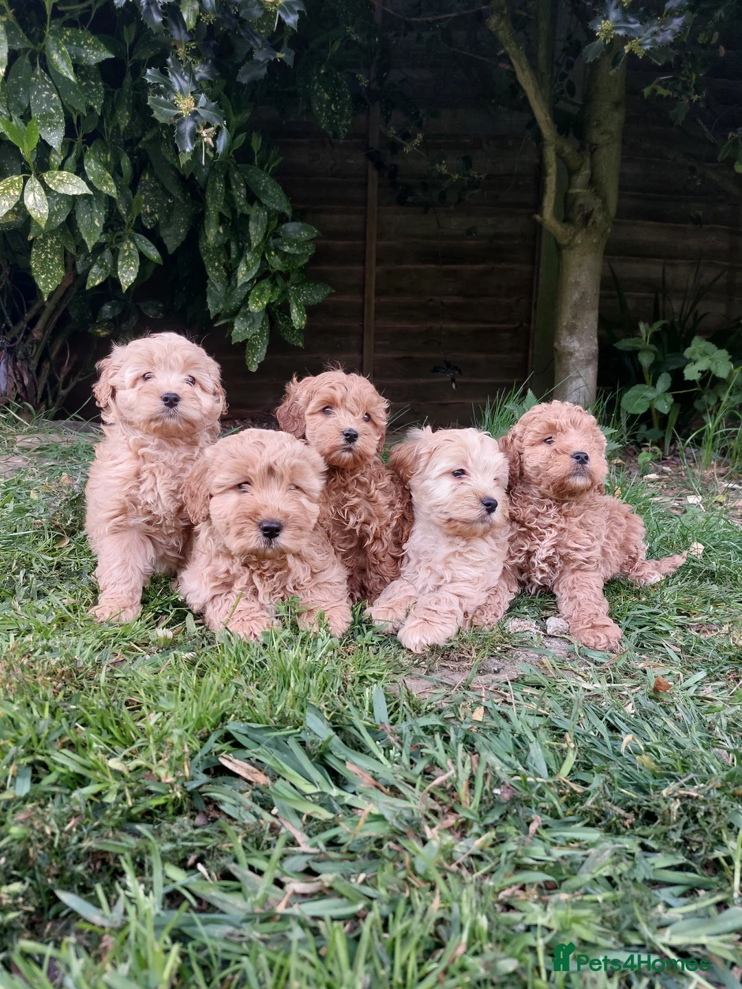 Cockapoo dogs for sale: F1 Tiny Cockerpoo Puppies  - Advert 2