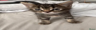 Maine Coon 3