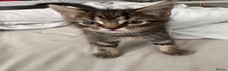 Maine Coon cats for sale: 🐱 MAINE COON KITTENS — 3 GIRLS & 1 BOY 🐱 in Leicester - Advert 3