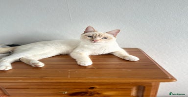 Ragdoll cats - Advert 14