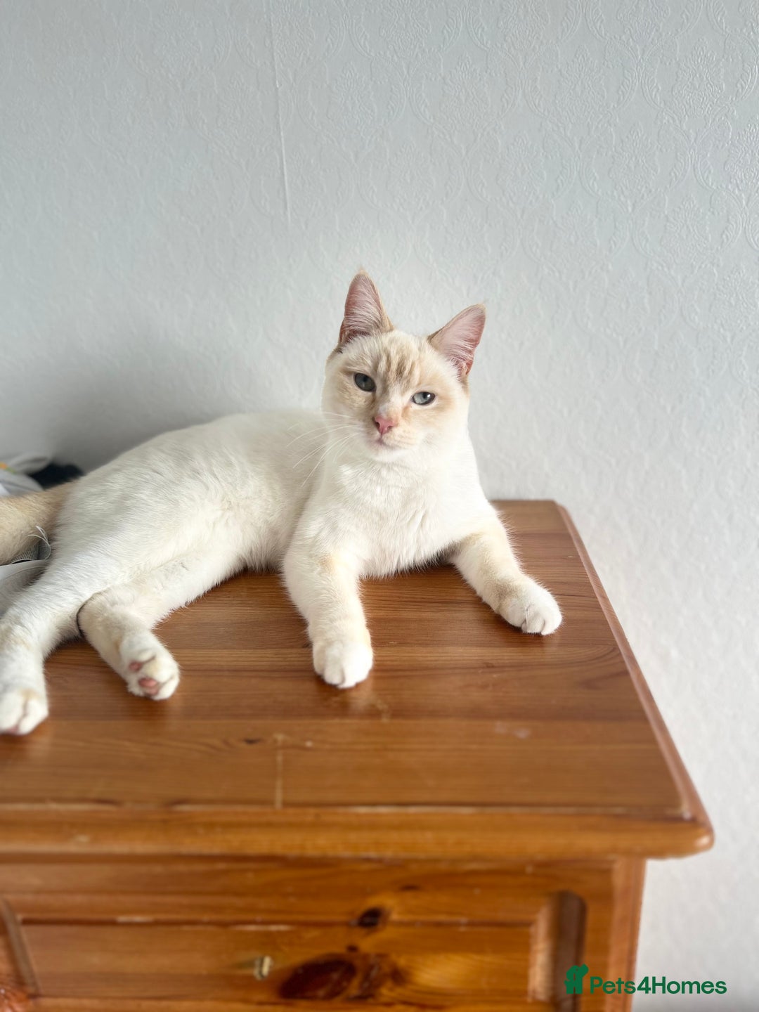 Ragdoll cats for sale: Female kitten Ragdoll x Mix Ragdoll  - Image 2