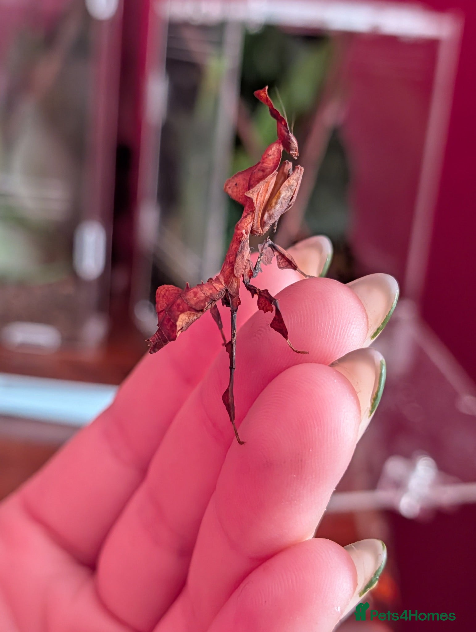 Praying Mantis invertebrates Ghost Praying Mantis  - Advert 10