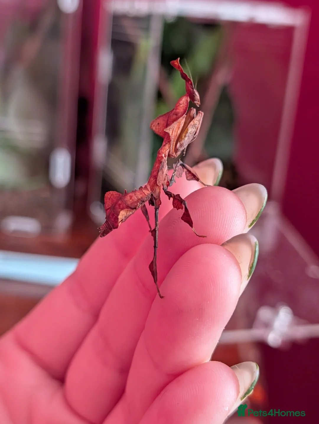Praying Mantis invertebrates for sale: Ghost Praying Mantis  - Advert 1