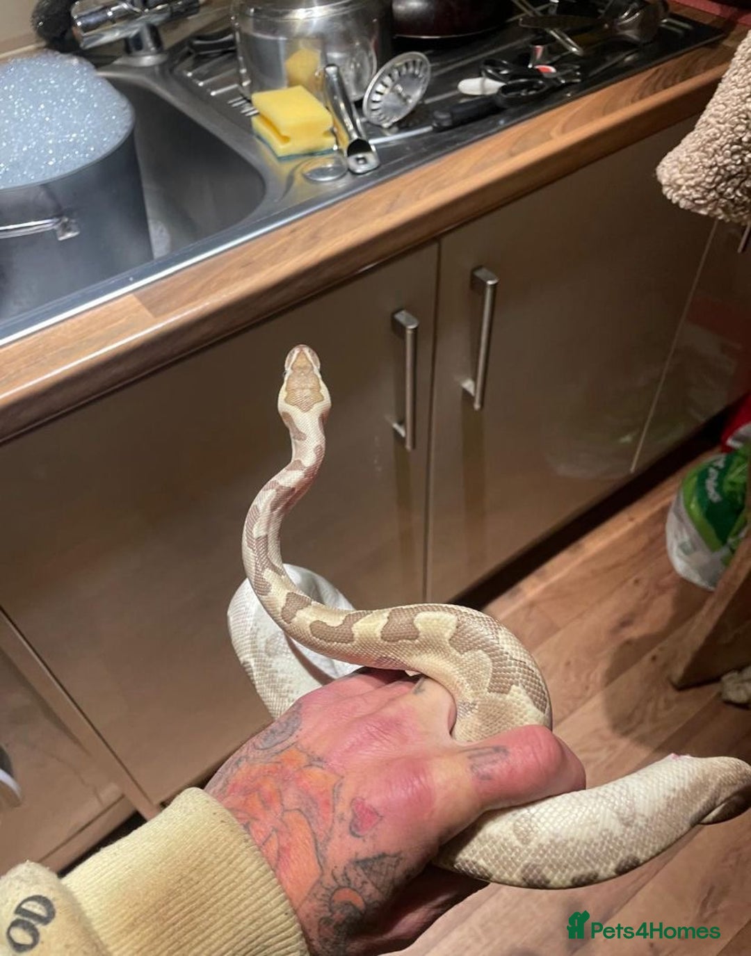 Python Snake reptiles for sale: Python - Advert 2