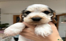 Cocker Spaniel dogs for sale: Stunning Show cocker spaniel puppies Health tested - Image 13